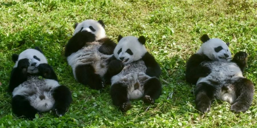 Jungpandas beim Ausflug