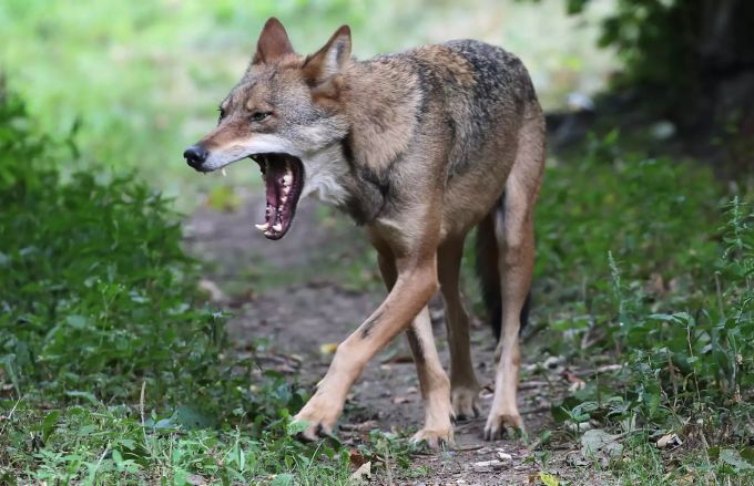 Ein Wolf streift durch ein Gehege. Wolf