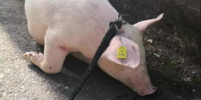 Das Schwein wurde nach seinem Sturz von seinen Leiden erlöst. Schwein