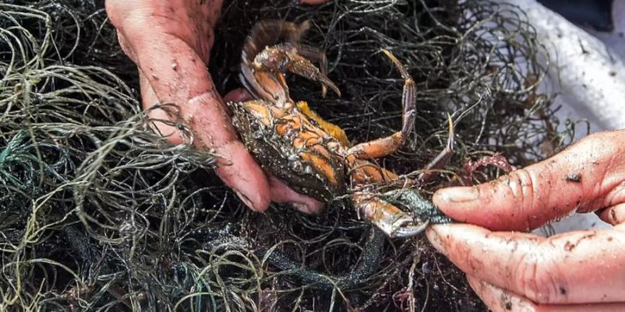 Jedes Jahr landen tausende Fischernetze in Nord- und Ostsee, in denen sich Tiere dann verfangen. Foto: Jens Büttner