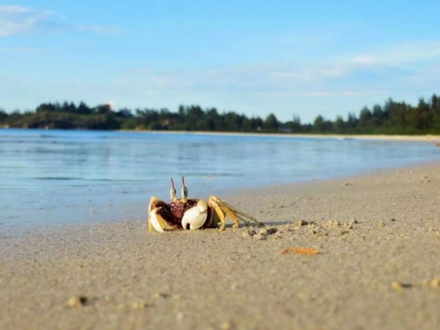 Ein Krebs am Strand von Kudat.