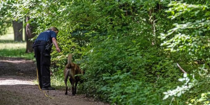 Ein elfjähriges Mädchen wurde am hellichten Tag von einem Mann, der eine Wolfsmaske getragen haben soll, in diesem Waldstück vergewaltigt. Foto: Lino Mirgeler Ein elfjähriges Mädchen wurde am hellichten Tag von einem Mann, der eine Wolfsmaske getragen haben soll, in diesem Waldstück vergewaltigt. Foto: Lino Mirgeler