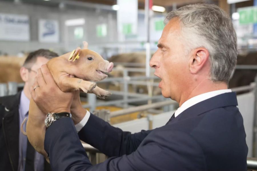 Didier Burkhalter begutachtet im Jahr 2014 ein Olma-Söili.