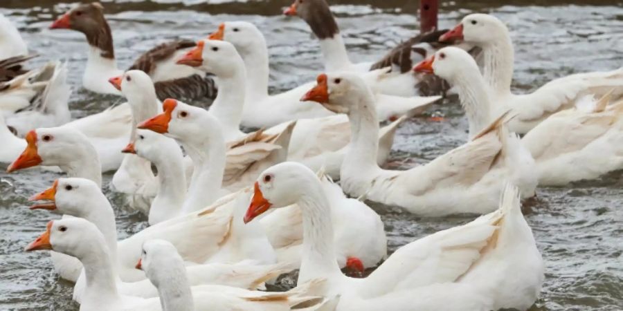 Gänse auf einem Teich