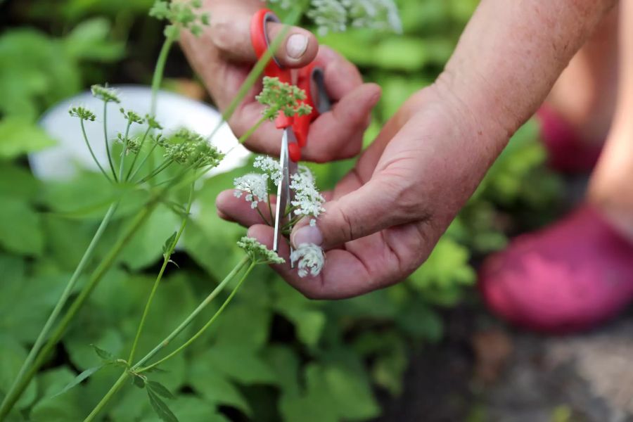 Girsch im Garten