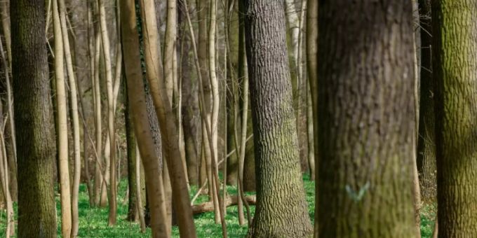 Wald in Berlin Wald in Berlin