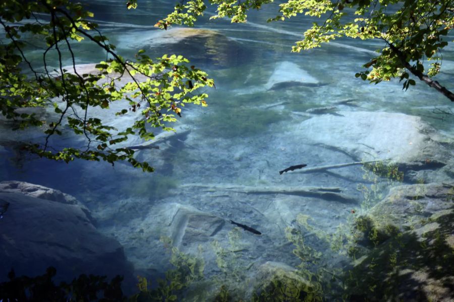 Forellen schwimmen im Blausee, am Mittwoch, 16. September 2020, bei Kandergrund BE.