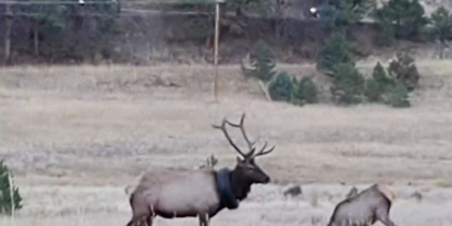 Der Wapiti-Hirsch, der nach zwei Jahren mit einem Autoreifen um den Hals befreit werden konnte. Foto: Uncredited/Colorado Parks and Wildlife via AP/dpa