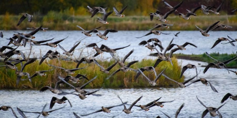 Der Drömling zwischen den Bundesländern Sachsen-Anhalt und Niedersachsen ist ein Unesco-Biosphärenreservat.