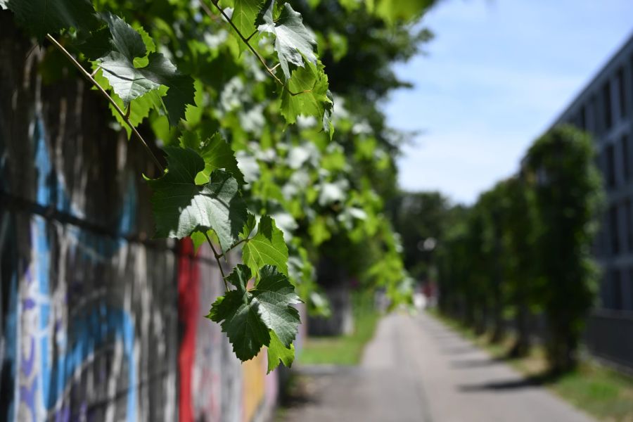 F/4, 1/5000, ISO 500, 51 mm, unbearbeitet.