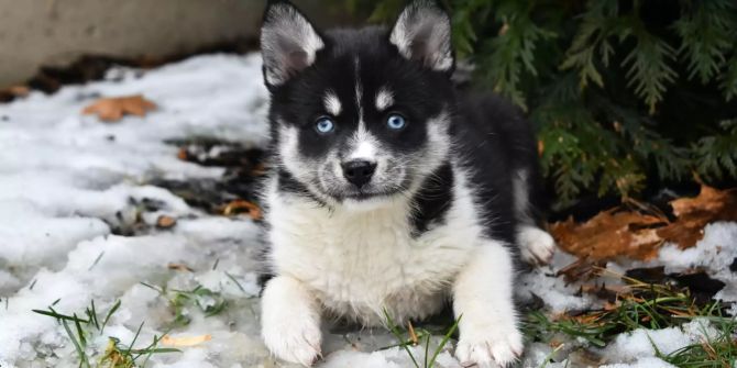 Pomsky Hunderasse