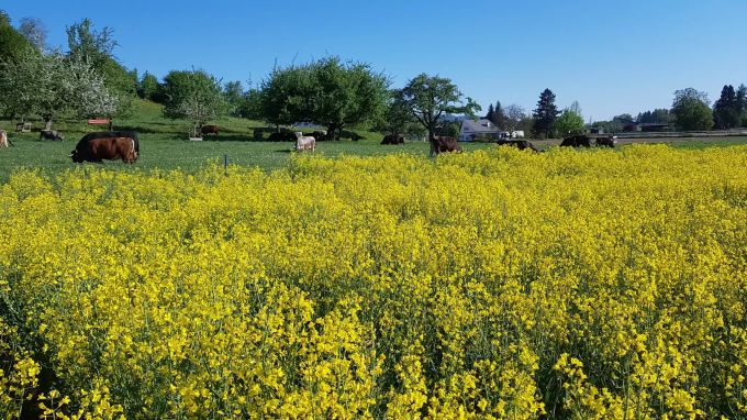 Auch anspruchsvolle Kulturen wie Gemüse, Raps, Obst und Wein lassen sich ohne synthetische Pestizide anbauen. Feld Grüne Lenzburg