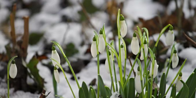 Morgen wieder Schnee! - Darum macht der April tatsächlich, was er will