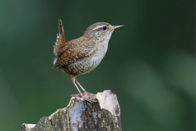 Ein Zaunkönig in der Natur. Zaunkönig vogel