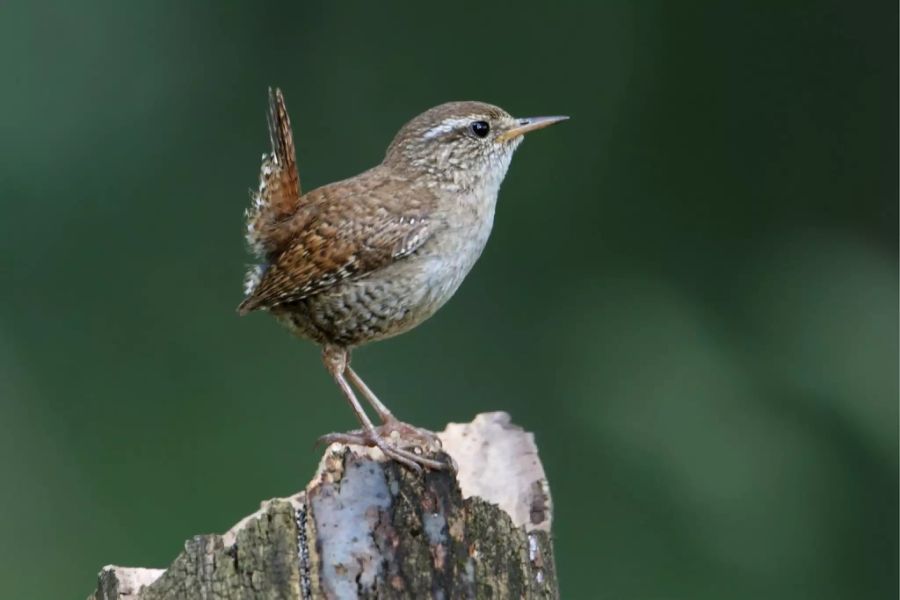 Zaunkönig vogel