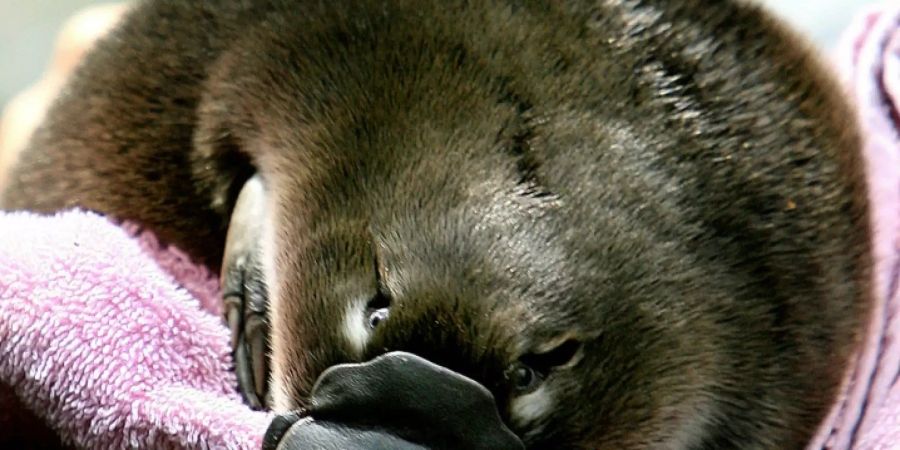 Schnabeltier-Baby im Taronga-Zoo