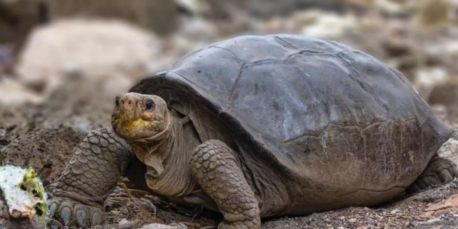 Seit mehr als 100 Jahren galt die Riesenschildkröte von der Insel Fernandina im Galápagos-Archipel als ausgestorben. Foto: Diego Bermeo/Parque Nacional Galápagos/dpa