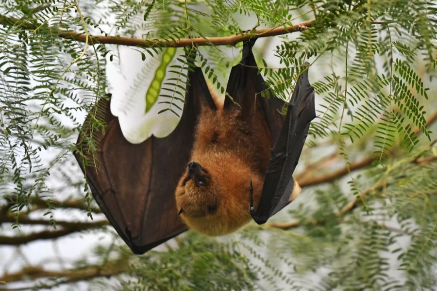 Fledermaus