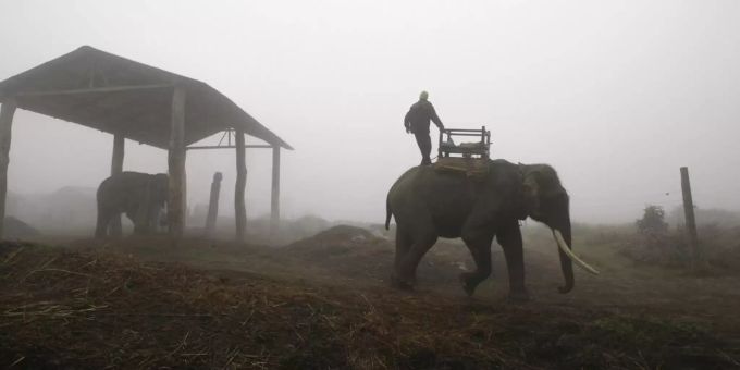 Ein Mahout steht auf einem gezähmten Elefanten an einem kalten und nebligen Morgen in Chitwan, etwa 80 Kilometer südwestlich von Katmandu, Nepal. (Symbolbild) Nepal