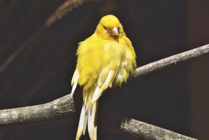 Kanarienvögel werden gerne als Haustiere gehalten. Kanarienvogel
