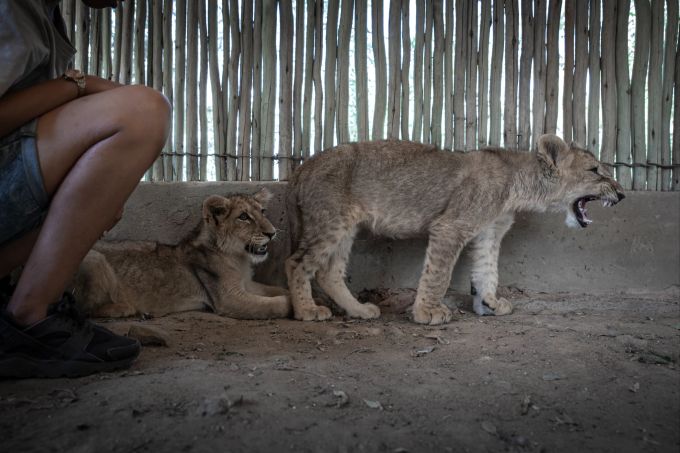 Südafrika 2023: Untersuchung in Südafrika für den VIER PFOTEN Raubtierparkbericht. Das Löwenjunges knurrt vor der touristischen Interaktion. Vier Pfoten