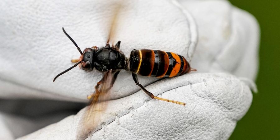 Eine Asiatische Hornisse (Vespa velutina nigrithorax).