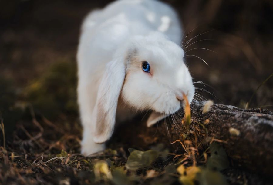 Kaninchen