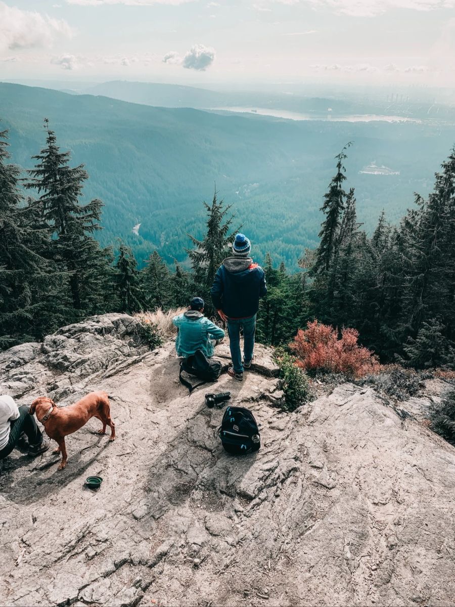 Hund auf Berg