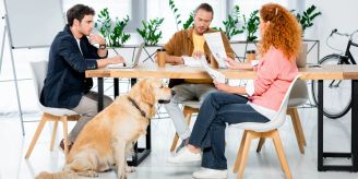 6 Tipps - Hund ins Büro mitnehmen? Darauf müssen sie unbedingt achten 6 Tipps - Hund ins Büro mitnehmen? Darauf müssen sie unbedingt achten