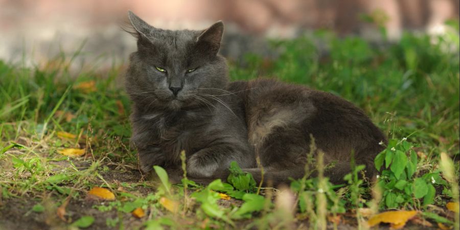 Schwarze Katze auf Wiese