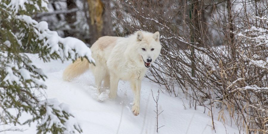 Wolf Schnee Wald