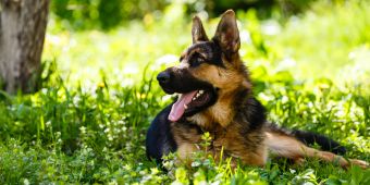 Deutscher Schäferhund