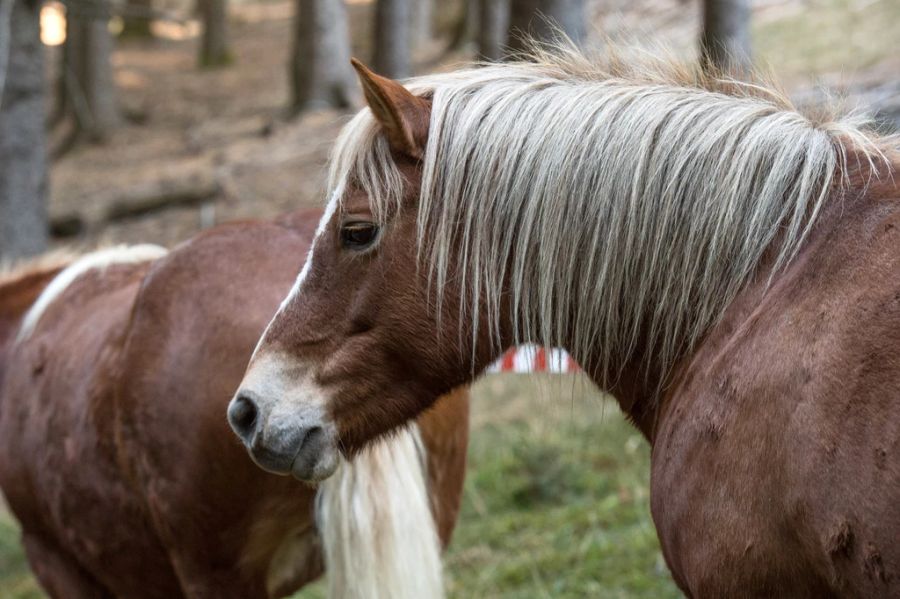 Tierschützer äussern sich kritisch gegenüber dem Vorhaben und fordern alternative Lösungen. Die Tiere seien Teil des australischen Kulturerbes. (Symbolbild)