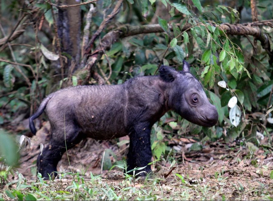 sumatra nashorn baby