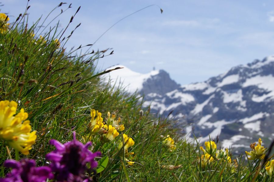 Engelberg Alpblumen Wanderung