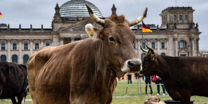 Berlin - Eine Kuhherde auf der Reichstagswiese