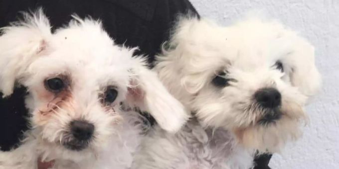 Grausames Geschäft mit Hundebabys: Nach einer erheblichen Zunahme an Tierwohlverletzungen bei importierten Welpen will die britische Regierung die Regeln verschärfen. Foto: Rspca/PA Media/dpa Grausames Geschäft mit Hundebabys: Nach einer erheblichen Zunahme an Tierwohlverletzungen bei importierten Welpen will die britische Regierung die Regeln verschärfen. Foto: Rspca/PA Media/dpa