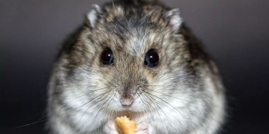 Hamster