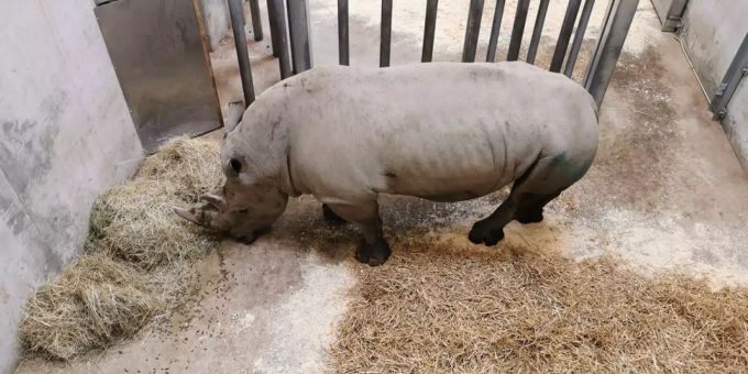 Geschafft! Kimba in der Quarantänebox am Fressen
