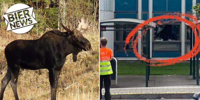 Tierischer Besuch - Elch springt durch Fenster von schwedischem Spital