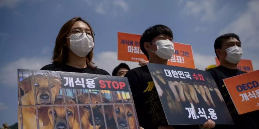 Anti-Hundefleischdemo in Südkorea