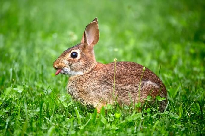Ein Kaninchen. Kaninchen