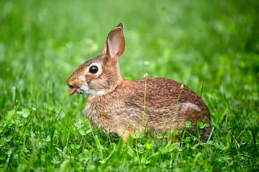 Kaninchen