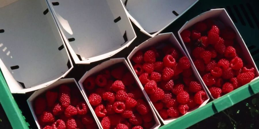 Himbeeren nach der Lese auf einem Bauernhof im Kanton Zürich. (Archivbild)