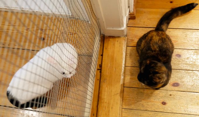 Das Katzengitter verhindert, dass sich die Stubentiger im Ernstfall anspringen. Zwei Katzen mit Katzengitter