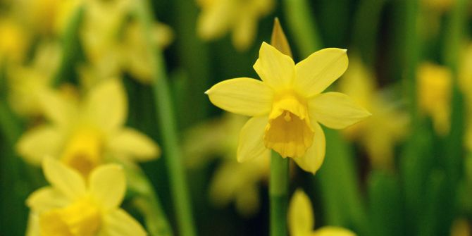 Narzisse Glockenblume gelb Frühling