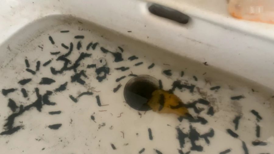 In einer Zürcher Unterkunft sieht es nicht besser aus: Hier wimmelt es im Lavabo von Würmern.
