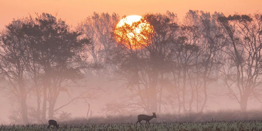 Rehe stehen im Sonnenaufgang auf einem abgeernteten Maisfeld und fressen.