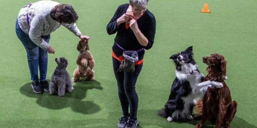 Silke Witt (l) mit ihren Pudel-Rüden Kaspar und Rigoletto und Claudia Eggers mit Bordercollie Kesh und der Irish-Setter-Hündin Stella trainieren für ihren nächsten Dogdance-Auftritt. Foto: Jens Büttner