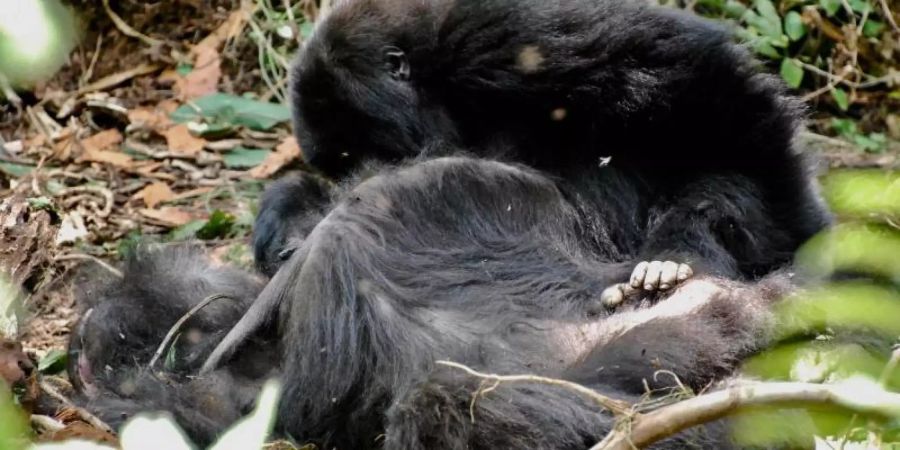 Ein jugendlicher Berggorilla inspiziert den Körper seiner Mutter mehrere Stunden lang, nachdem sie im ruandischen Vulkan-Nationalpark gestorben ist. Foto: Dian Fossey Gorilla Fund International